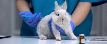 Animales sujetos a testeos de la industria cosmética